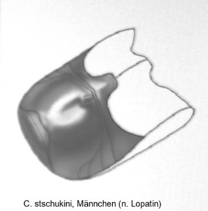 asionus_stschukini_abd.jpg