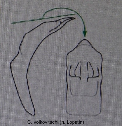 asionus_volkovitshi_aed.jpg