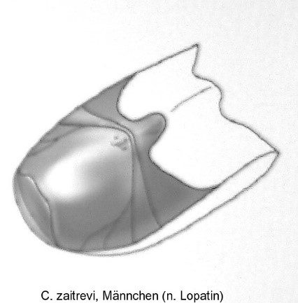 asionus_zaitzvevi_abd.jpg