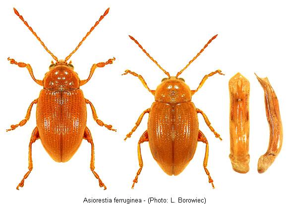 asiorestia_ferruginea.jpg