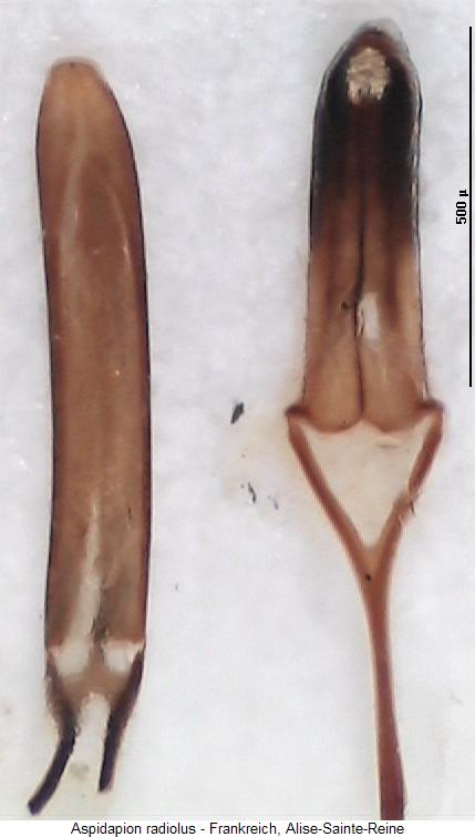 aspidapion_radiolus.jpg