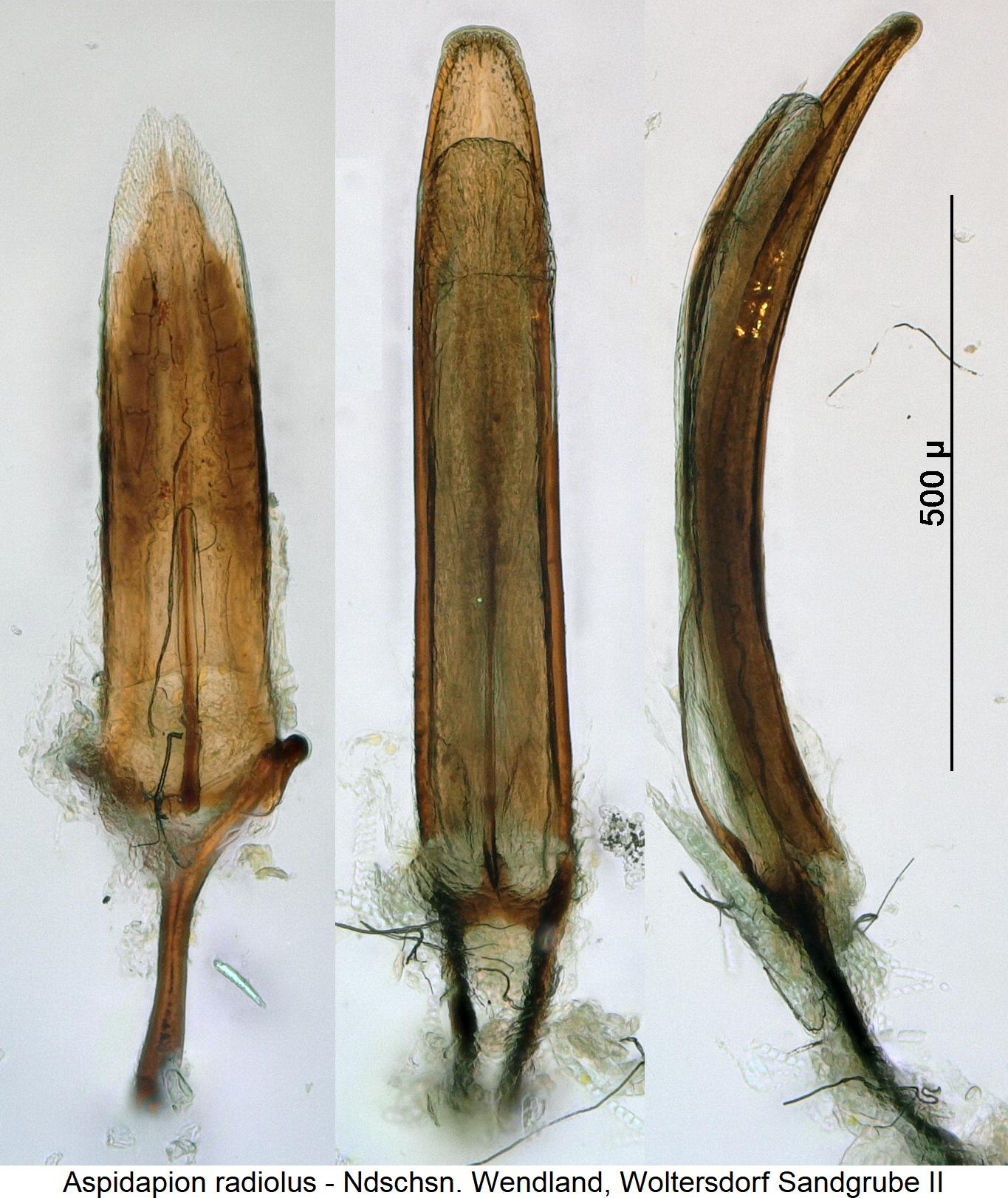 aspidapion_radiolus2.jpg