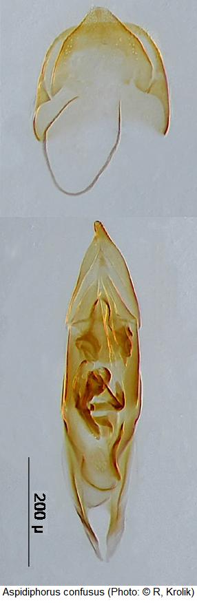 aspidiphorus_confusus.jpg