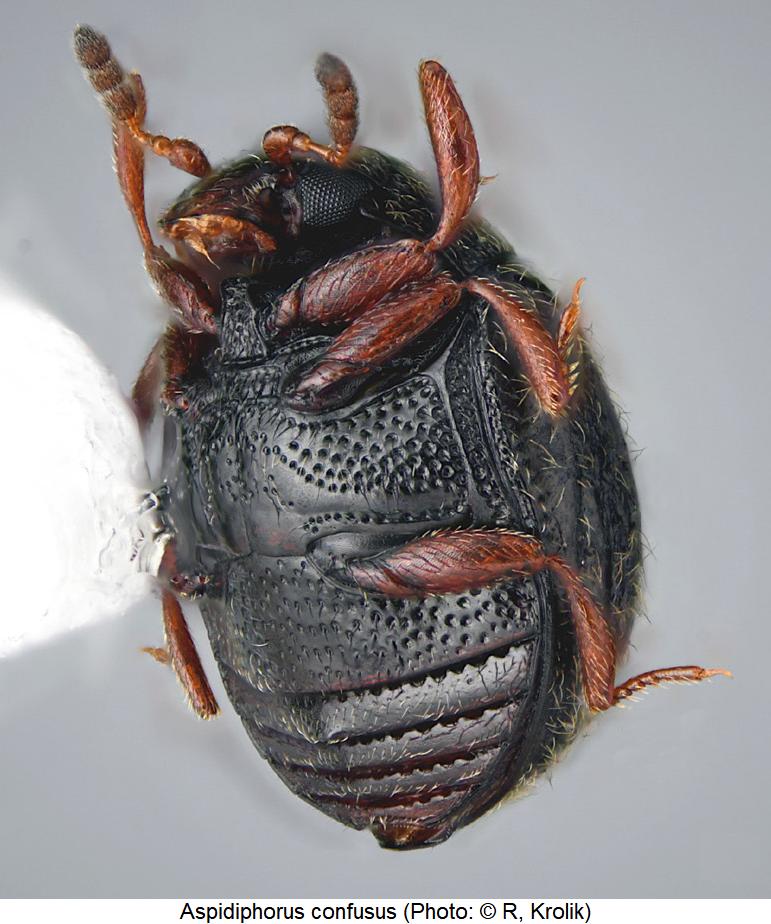 aspidiphorus_confusus_us.jpg