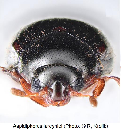 aspidiphorus_lareyniei_k.jpg