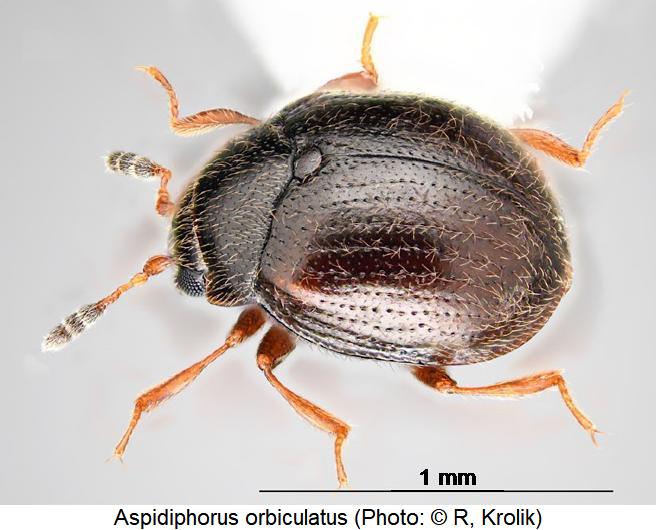 aspidiphorus_orbiculatus_sa.jpg