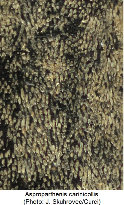 asproparthenis_carinicollis_fld_int.jpg