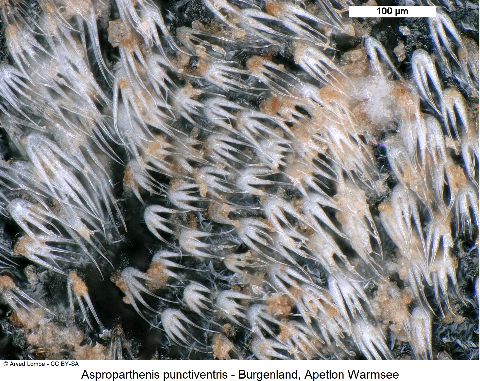 asproparthenis_punctiventris_ck14165_fld_int.jpg