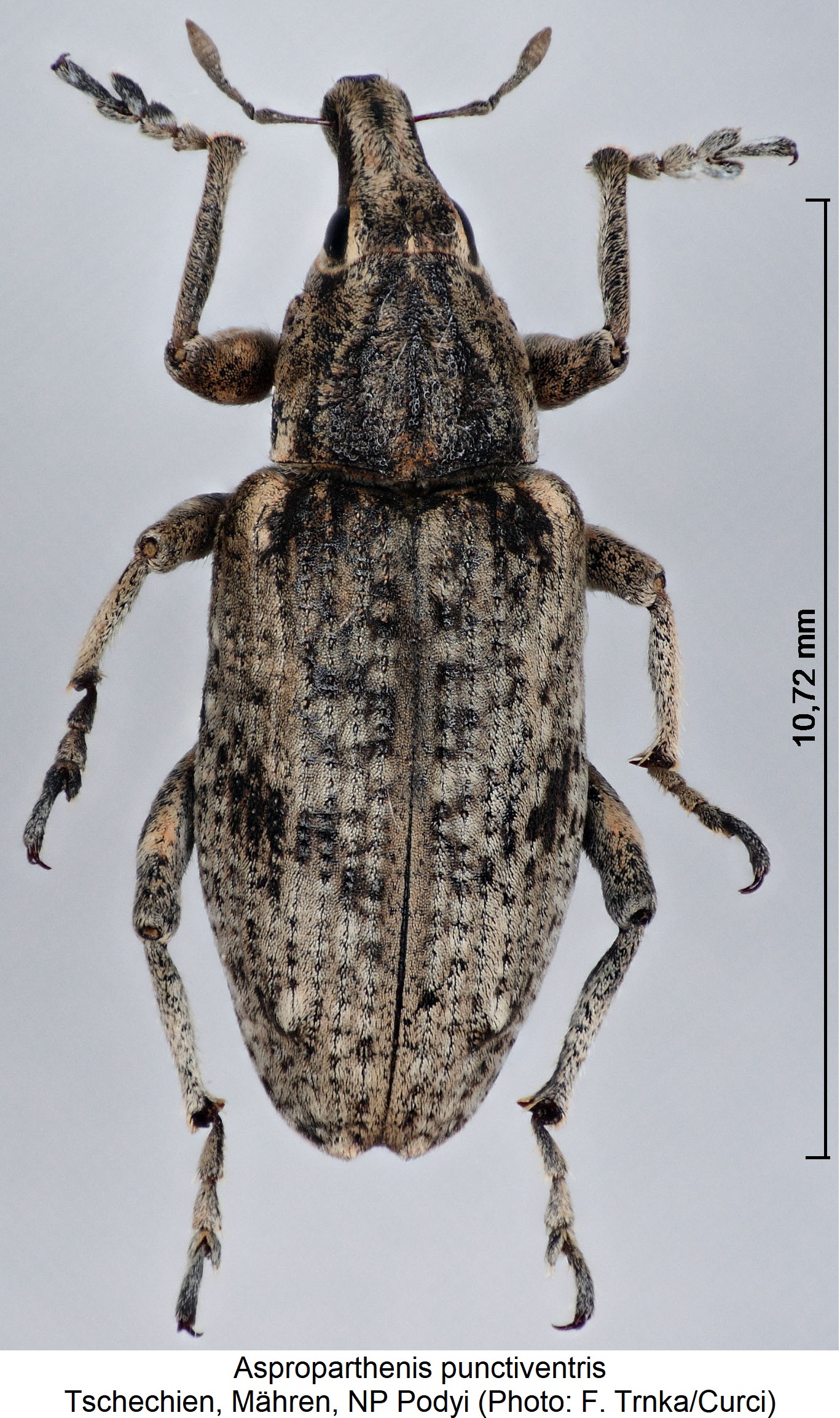 asproparthenis_punctiventris_hab.jpg