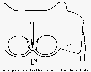 astatopteryx_laticollis_mbr.gif
