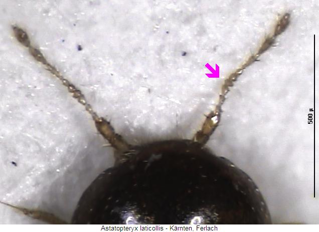 astatopteryx_laticollis_vk.jpg