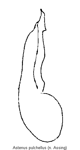 astenus_pulchellus1.gif