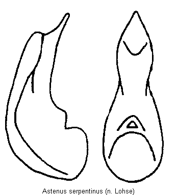 astenus_serpentinus.gif