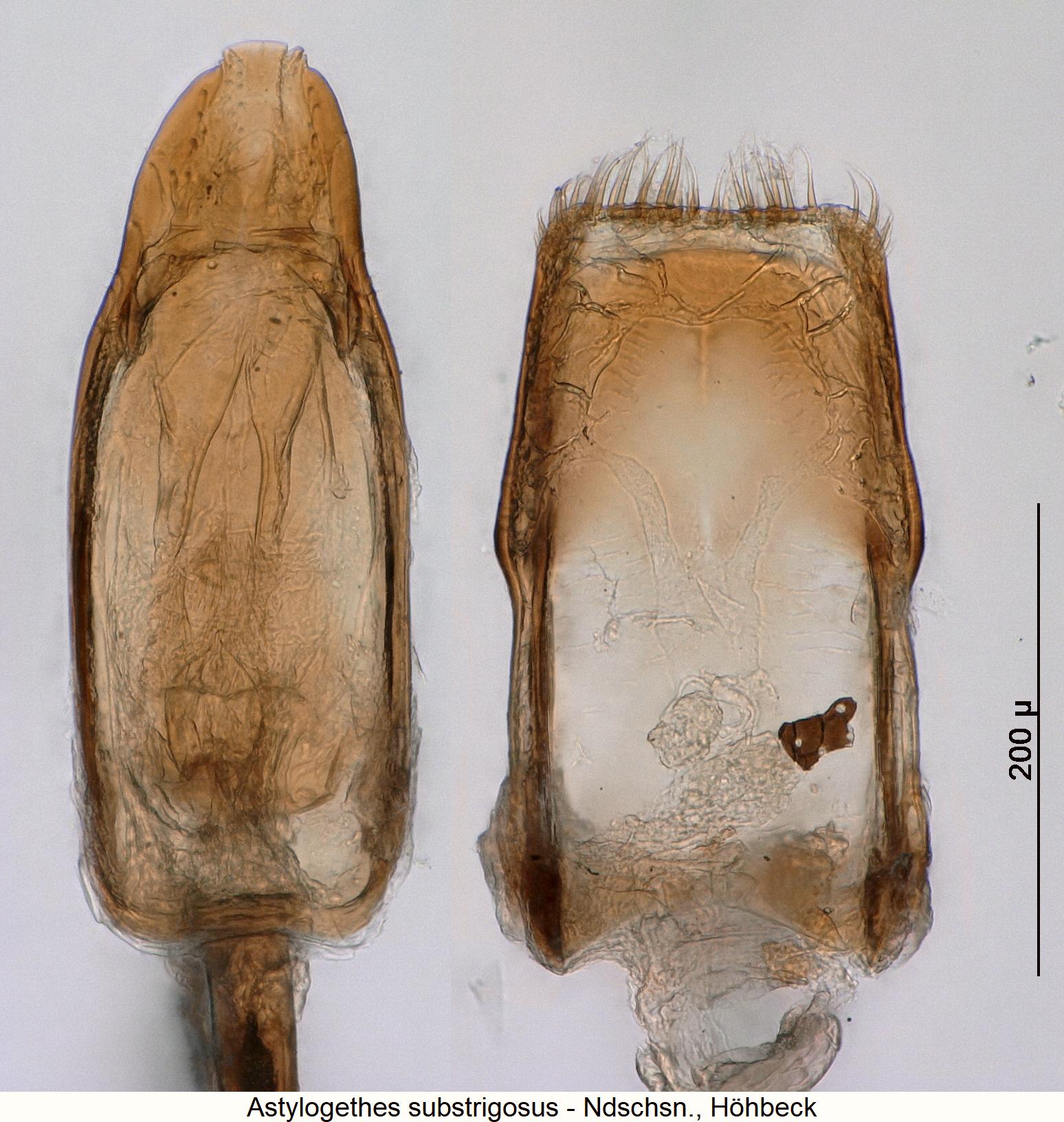 astylogethes_substrigosus1.jpg