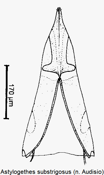 astylogethes_substrigosus_ovi.gif