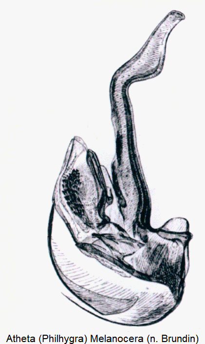 atheta_-philhygra-_melanocera.gif