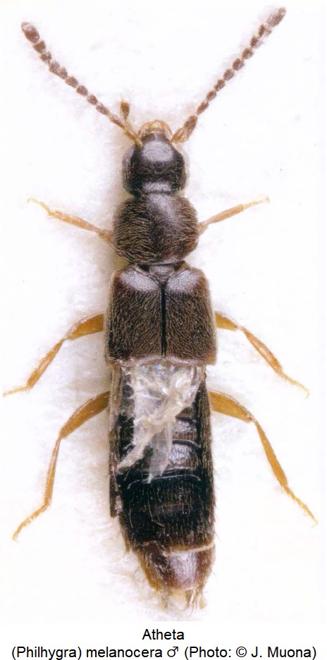 atheta_-philhygra-_melanocera_m_hab.jpg