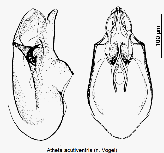 atheta_acutiventris.gif