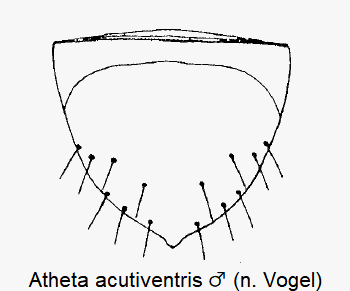 atheta_acutiventris_m_ster.gif