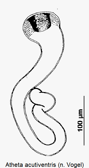 atheta_acutiventris_sperm.gif