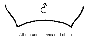 atheta_aeneipennis_tergit.gif