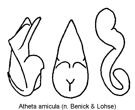 atheta_amicula.gif