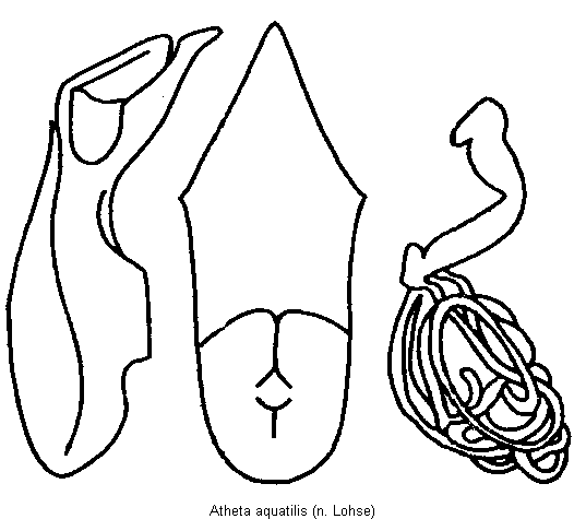 atheta_aquatilis.gif