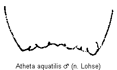 atheta_aquatilis_ter.gif