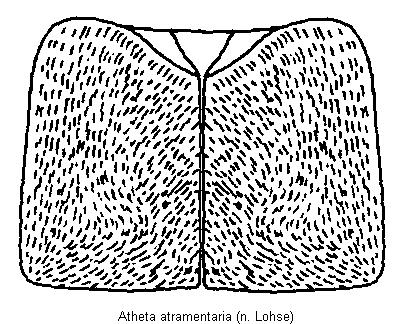 atheta_atramentaria_fld.gif