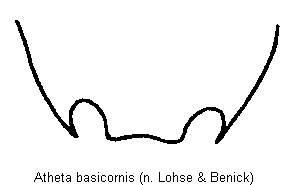 atheta_basicornis_ter.gif
