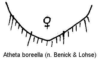 atheta_boreella_ter.gif