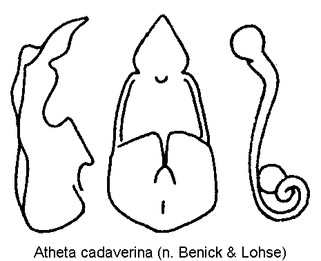 atheta_cadaverina.gif