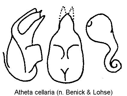 atheta_cellaria.gif