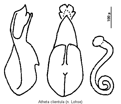 atheta_clientula.gif