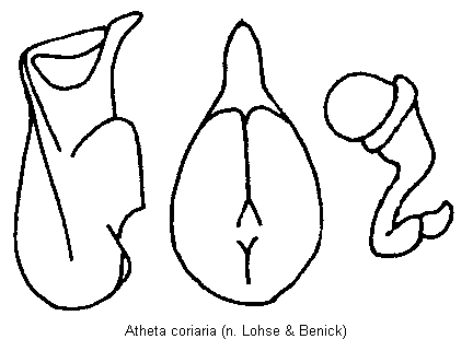 atheta_coriaria.gif