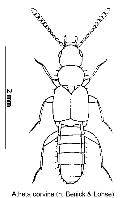 atheta_corvina_hab.gif