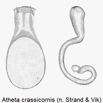 atheta_crassicornis-1.gif