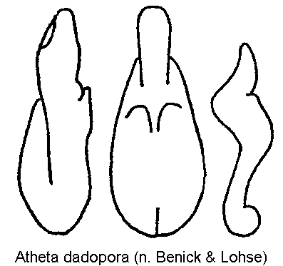 atheta_dadopora.gif