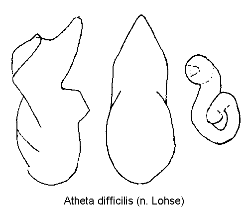 atheta_difficilis.gif