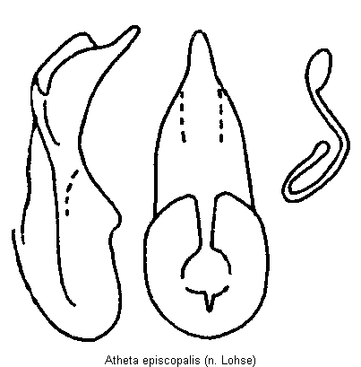atheta_episcopalis.gif