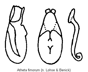 atheta_fimorum.gif