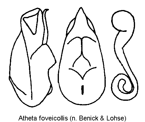 atheta_foveicollis.gif