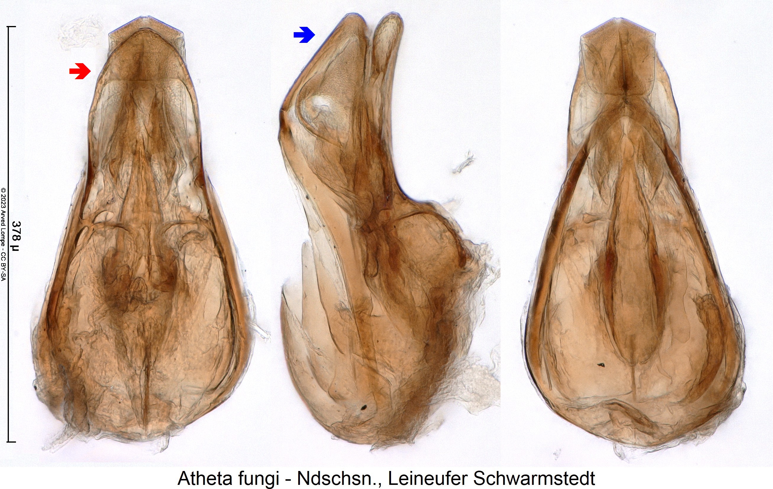 atheta_fungi2.jpg
