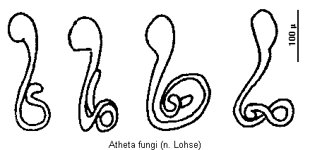 atheta_fungi_sperm.gif