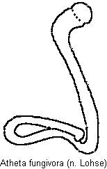 atheta_fungivora_sperm.gif