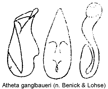 atheta_ganglbaueri.gif