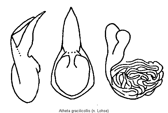 atheta_gracilicollis.gif