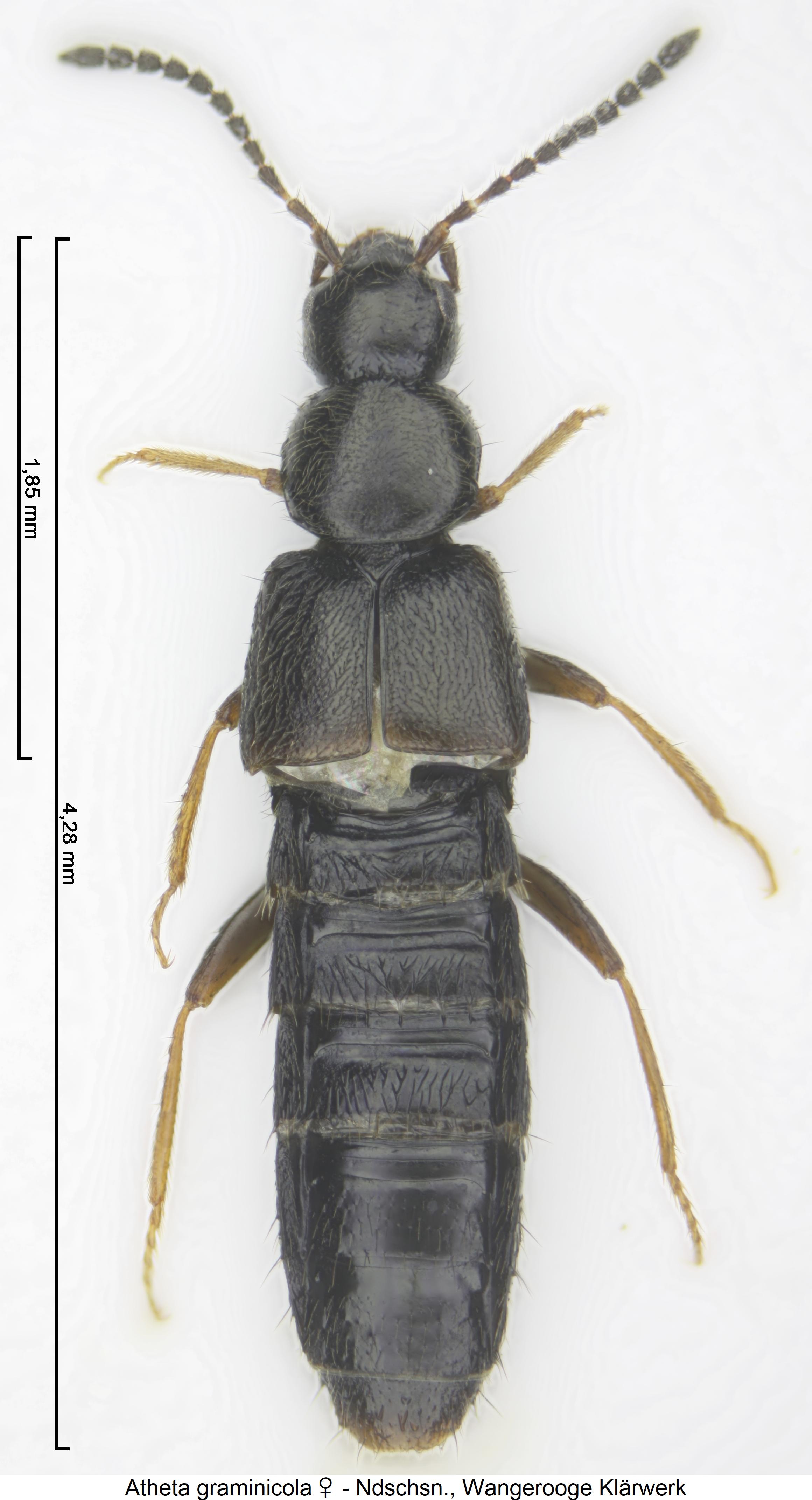 atheta_graminicola_hab.jpg