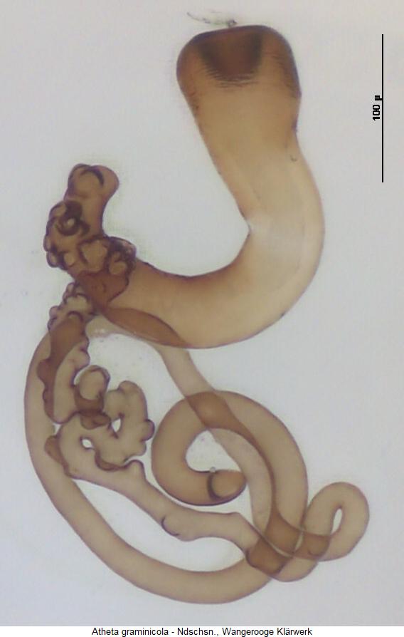 atheta_graminicola_sperm.jpg
