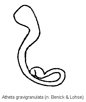 atheta_gravigranulata_sperm.gif